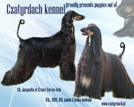 Puppies/štěňátka 2A